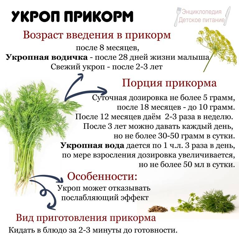 Когда детям можно давать укроп, а именно с какого возраста, разрешено ли вводить в рацион грудничкам и со скольки месяцев, а также как заварить семена? русский фермер
