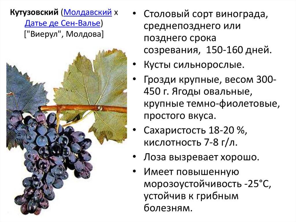 С какого возраста можно давать ребенку виноград: как и сколько, польза и вред, противопоказания и аллергии