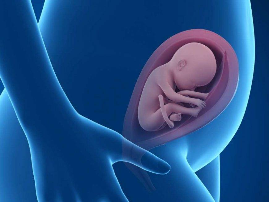 9 неделя беременности: что происходит с мамой и малышом, как выглядит плод?