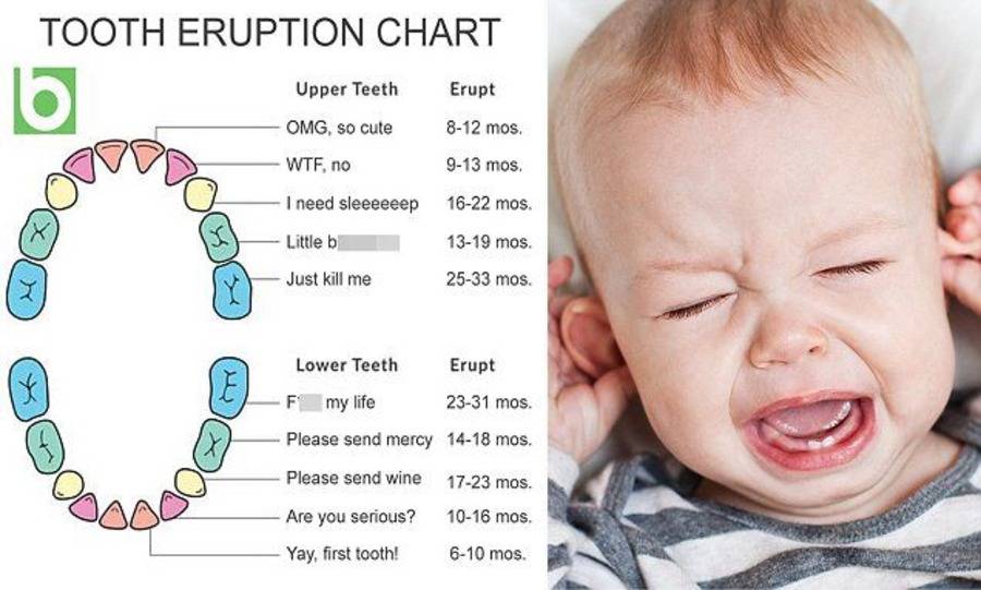 Когда режутся первые зубы у младенцев, во сколько месяцев схема и последовательность