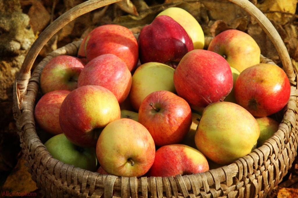 Полезные вкусняшки для кормящих мам: лучшие рецепты приготовления печеных яблок в микроволновке