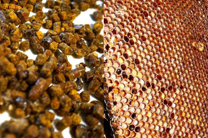 Как принимать пергу пчелиную: правила и дозировки для детей и взрослых