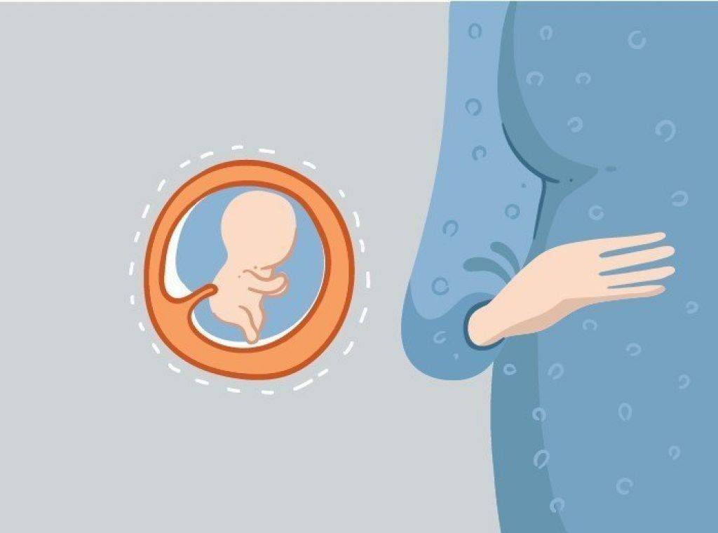 Развитие эмбриона на девятой акушерской неделе беременности