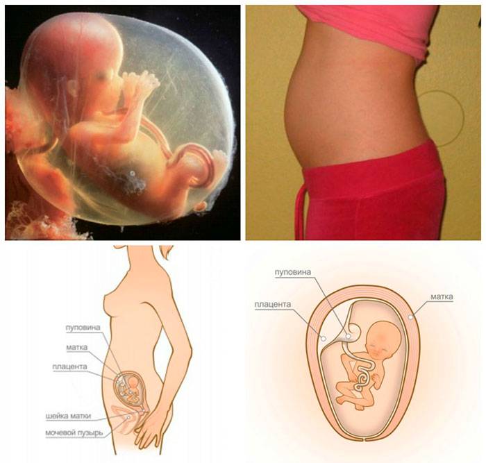 15 неделя беременности – это сколько месяцев, что происходит? живот на 15 неделе беременности, ощущения, развитие