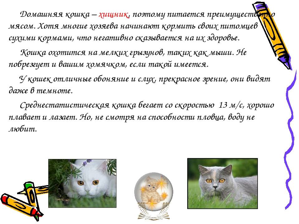 7 причин почему кошки мурлыкают когда их гладишь - kotiko.ru