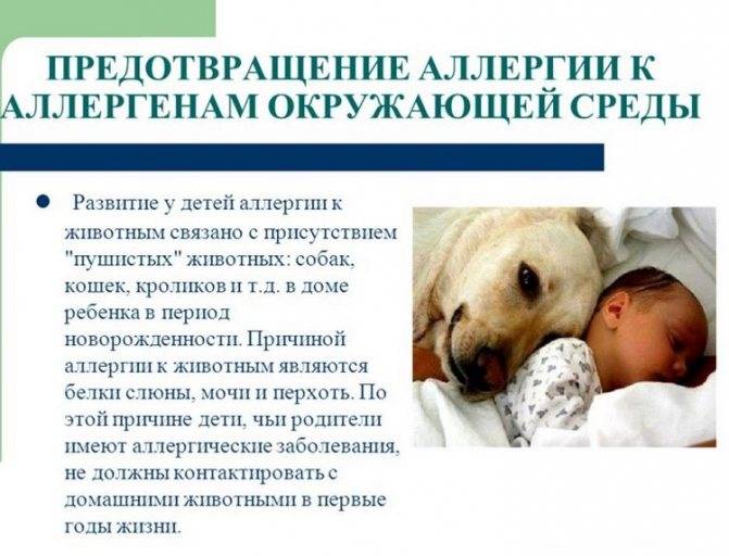 Аллергия на животных у новорожденных — 25 рекомендаций на babyblog.ru