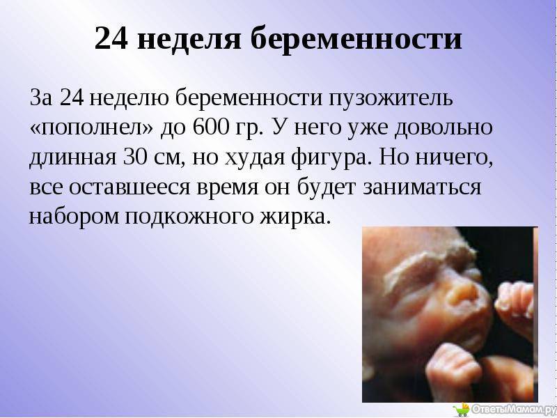 Развитие плода на 24 неделе беременности (18 фото): что происходит с малышом, вес, рост и размеры ребенка на 23-24 неделе, как выглядит плод и ощущения