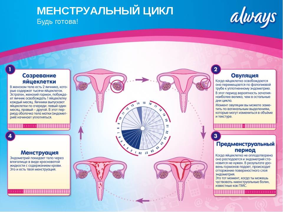 Первые месячные (менструации) после родов - рекомендации врача-гинеколога.