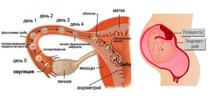 Тонкий эндометрий: причины и лечение – беременность при тонком слое эндометрия в матке — медицинский женский центр в москве