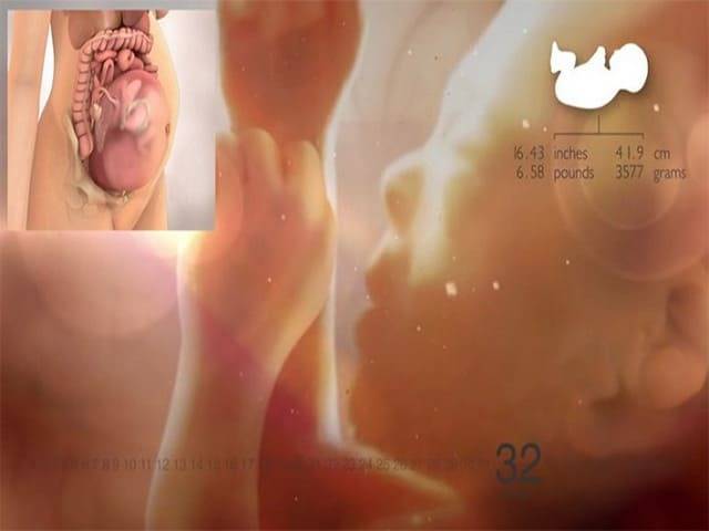 32 неделя беременности. календарь беременности   | материнство - беременность, роды, питание, воспитание