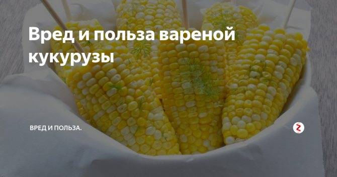 Можно ли кормящей маме вареную и консервированную кукурузу: введение продукта при грудном вскармливании