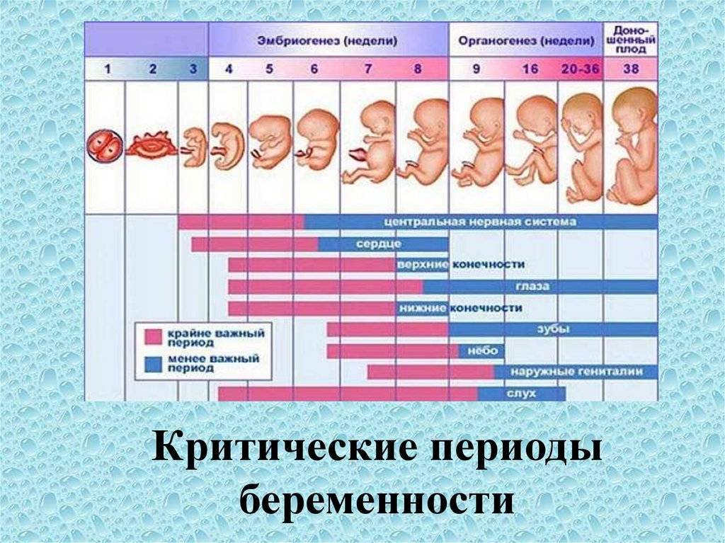 Изменение организма на каждом триместре беременности