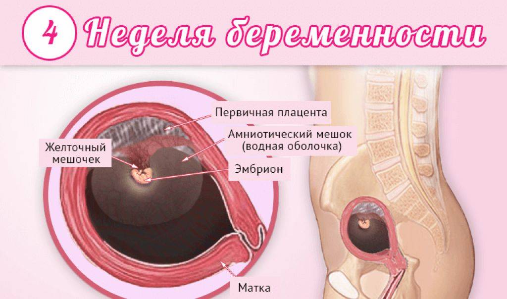 6 неделя беременности: признаки и ощущения женщины, симптомы, развитие плода