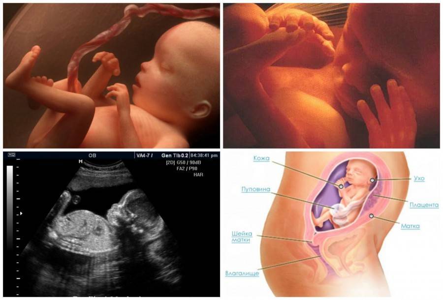 38 неделя беременности – что происходит, развитие ребенка, ощущения, как выглядит живот - agulife.ru