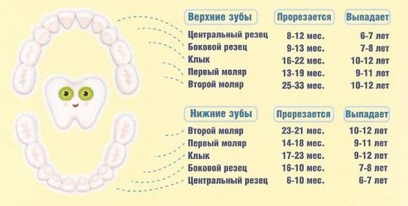 Когда у ребенка начинают резаться первые зубы и в какой последовательности они появляются: график прорезывания
