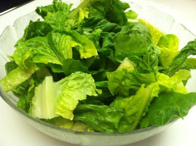 Листовой салат для кормящих: полезные свойства и рецепты
