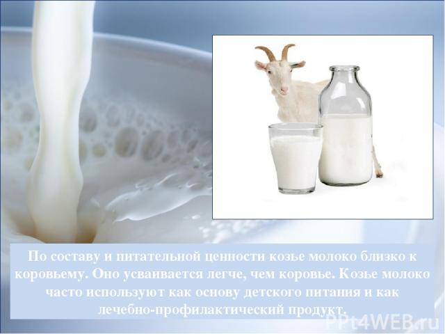 Польза козьего молока при грудном вскармливании