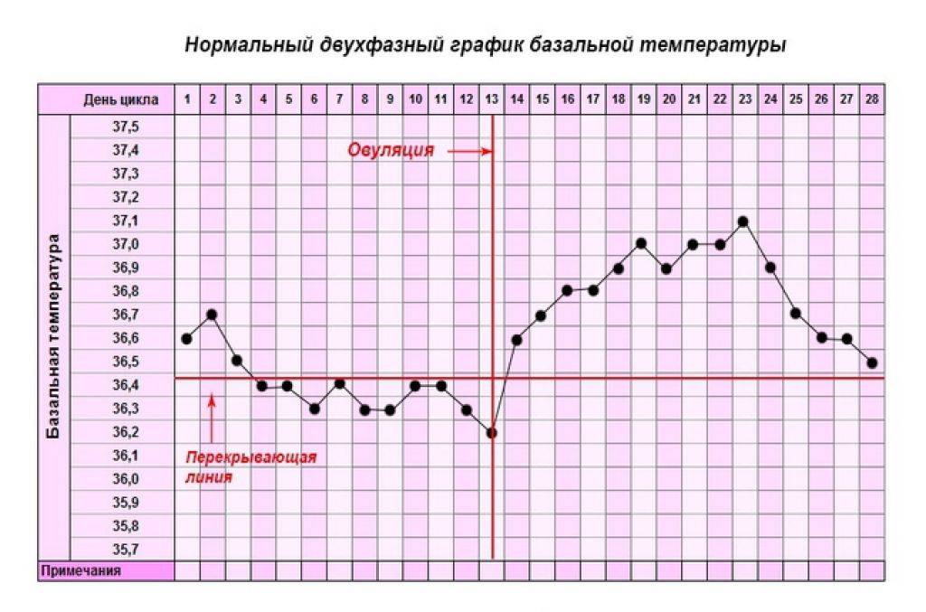 Как измерить базальную температуру для определения овуляции. как измерить базальную температуру для определения беременности