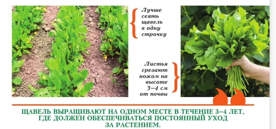 Нюансы рациона питания детей: с какого возраста можно кушать щавель? практические рекомендации родителям