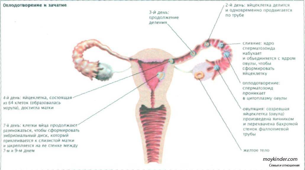 Когда происходит зачатие. Позы для зачатия ребенка. Позы для зачатия ребенка картинки. Зачатие ребёнка описание и схема.