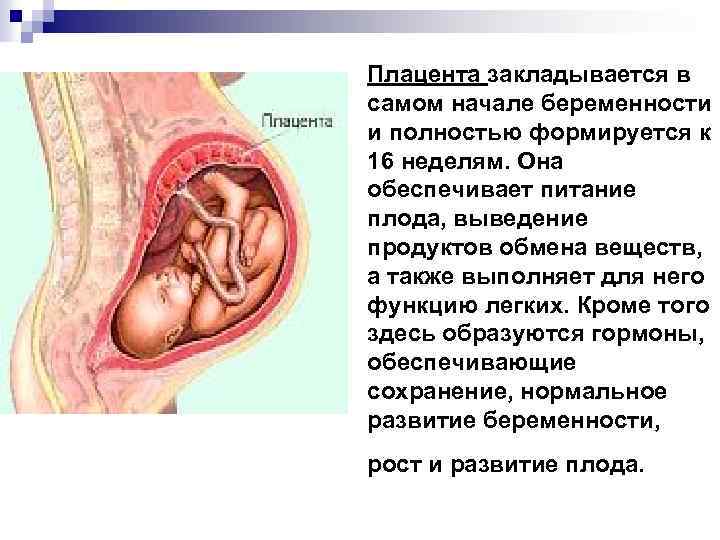 Когда формируется плацента при беременности, норма и патология развития