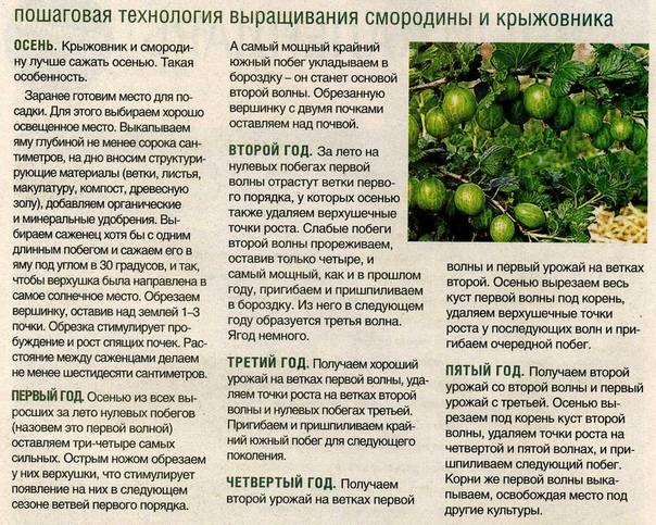 Крыжовник ребенку при аллергии