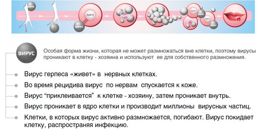 Герпес половой и на губах вызывает страшные осложнения и смерть