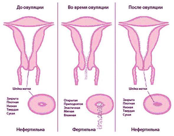 «до беременности...определение овуляции» (ж-л "9 месяцев", №4, автор акушер-гинеколог цир, к.м.н.томилова м.в.)
