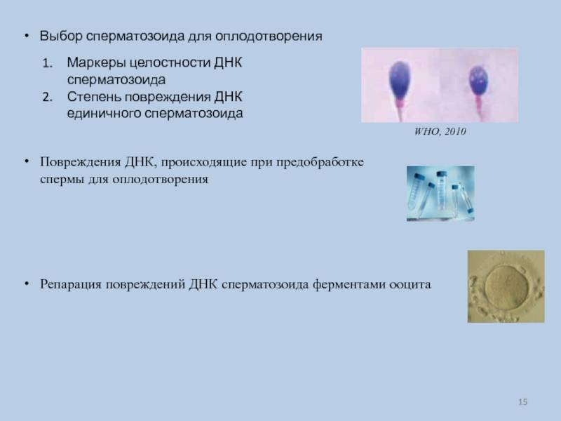 Фрагментация днк сперматозоидов в красноярске | андро-гинекологическая клиника, ооо.