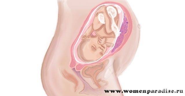 Вес ребенка и другие нормы на 33 неделе беременности (18 фото): что происходит с малышом, развитие и размеры, как выглядит плод, тазовое предлежание