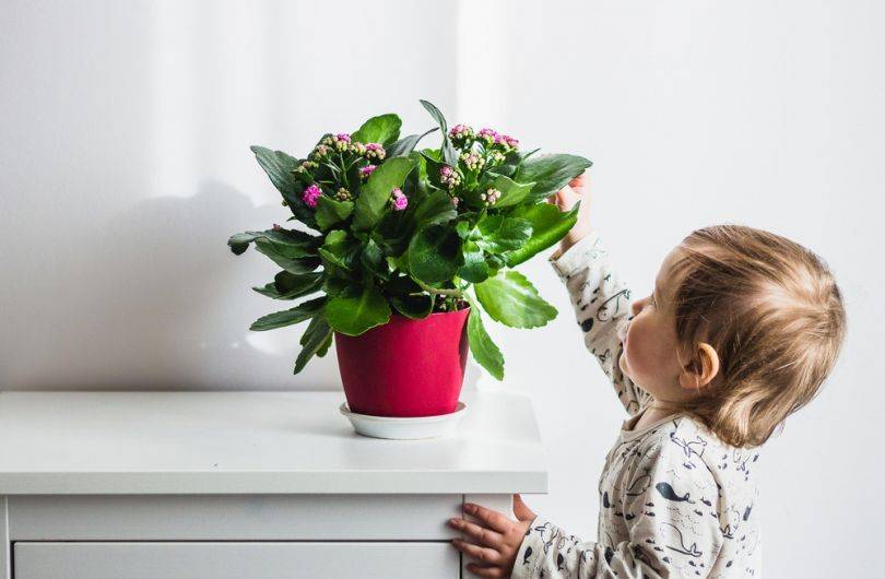 Цветы для детской комнаты, растения которые безопасны для детей