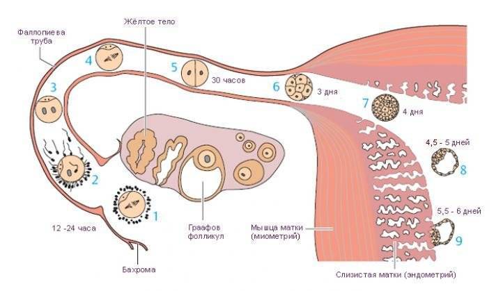 На какой день имплантация эмбриона после овуляции: когда происходит имплантация, как долго длится, поздняя и ранняя имплантация после криопереноса при эко
