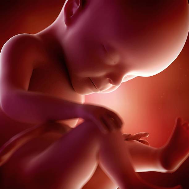 23 неделя беременности – что происходит, развитие ребенка, ощущения, как выглядит живот - agulife.ru
