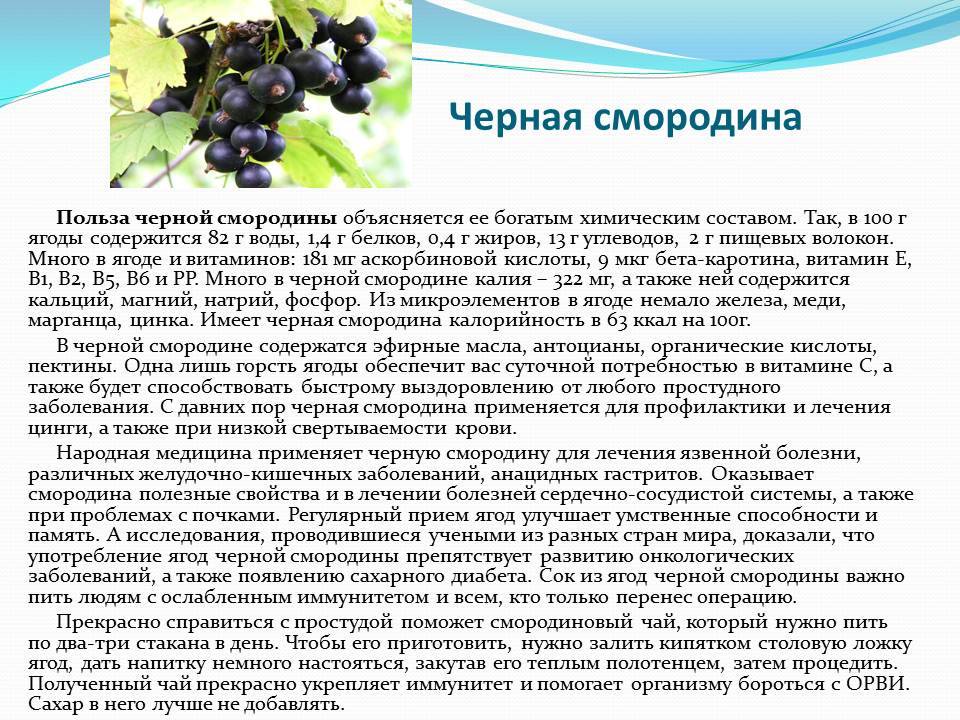 Красная смородина - чем полезна для ребенка и с какого возраста можно давать