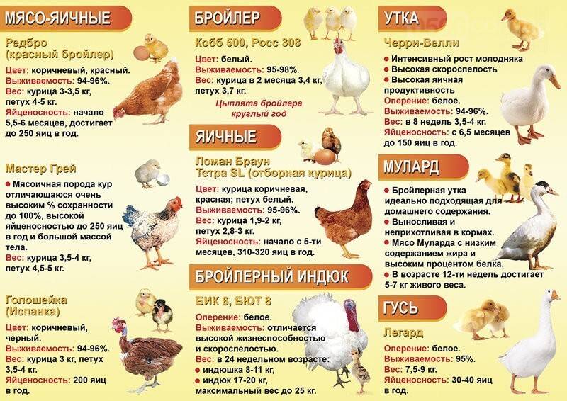 Диета кормящей мамы – что можно кушать кормящей маме при грудном вскармливании – agulife.ru - agulife.ru