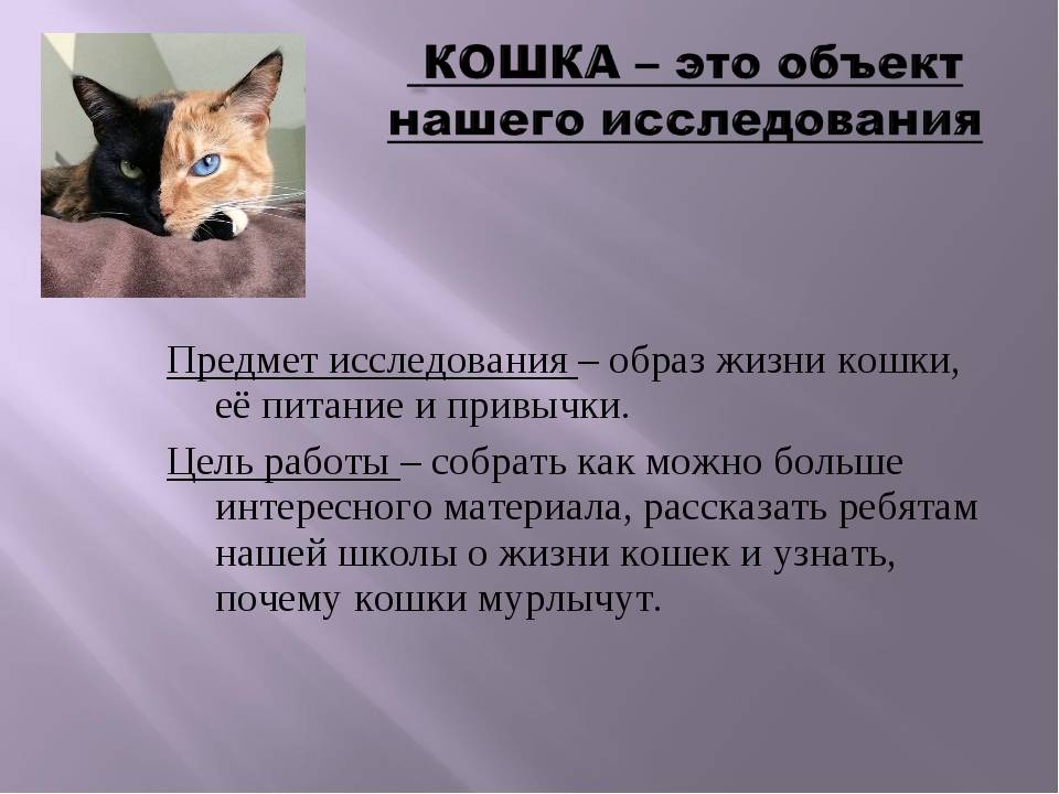 Почему кот не мурчит - причины и что это значит? - kotiko.ru