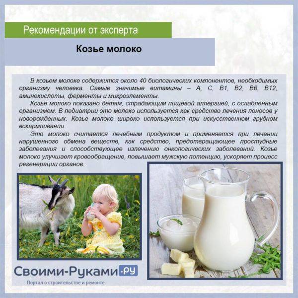 С какого возраста можно давать козье молоко: как кормить грудничка и правильно развести продукт
