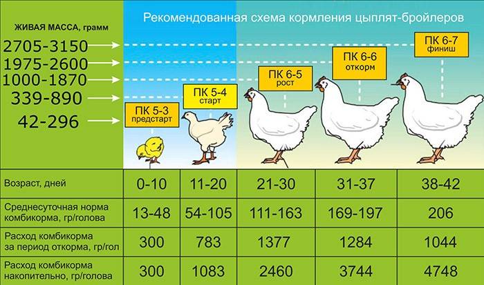 Меню кормящей мамы: капуста, чеснок, кофе реабилитированы. разрушаем стереотипы