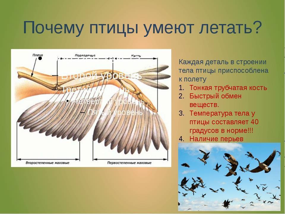 Конспект занятия «что мы знаем о птицах?»