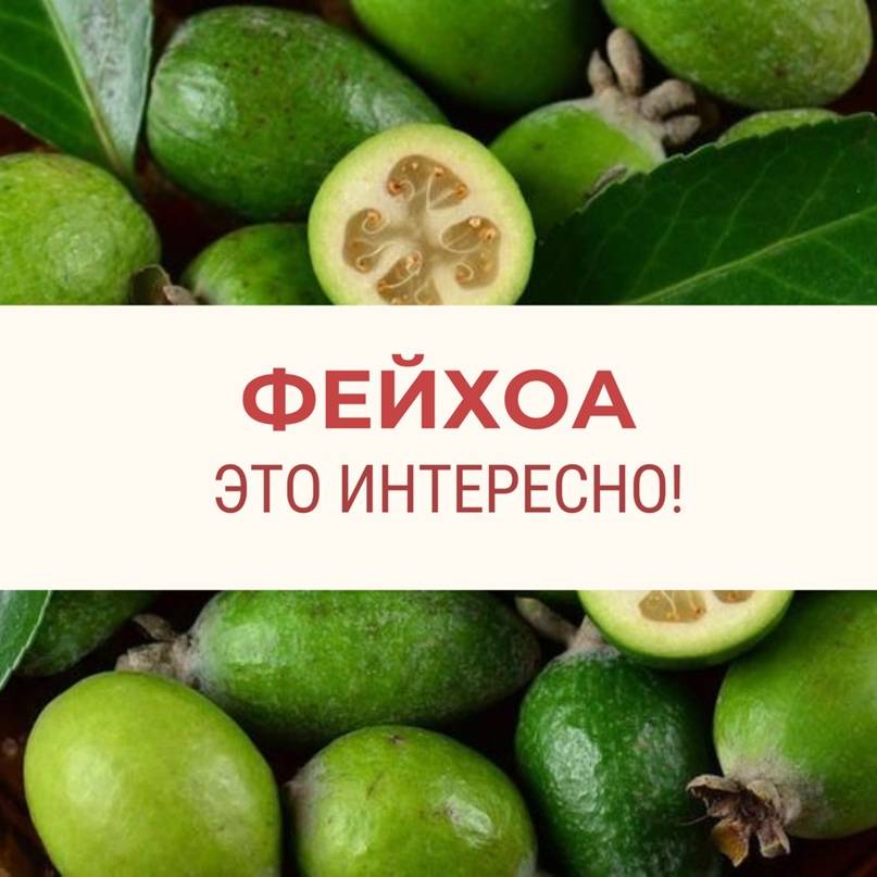 Гипоаллергенная диета для кормящих мам и детей - сибирский медицинский портал