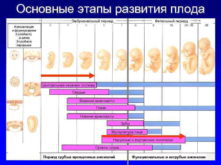 Когда формируется пол ребенка в утробе матери: на каком сроке можно его определить? | плод | vpolozhenii.com