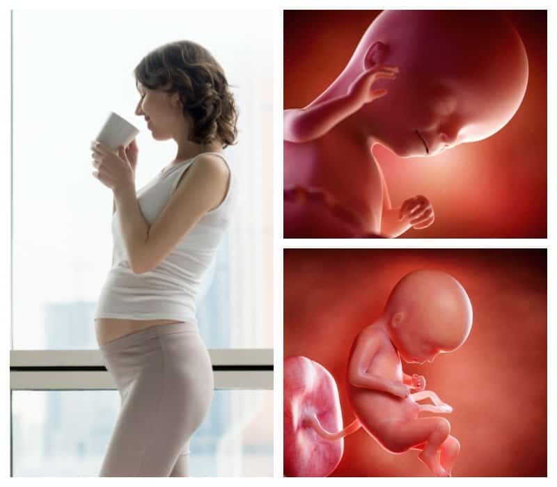 15 неделя беременности: ощущения в животе, узи и вес ребенка