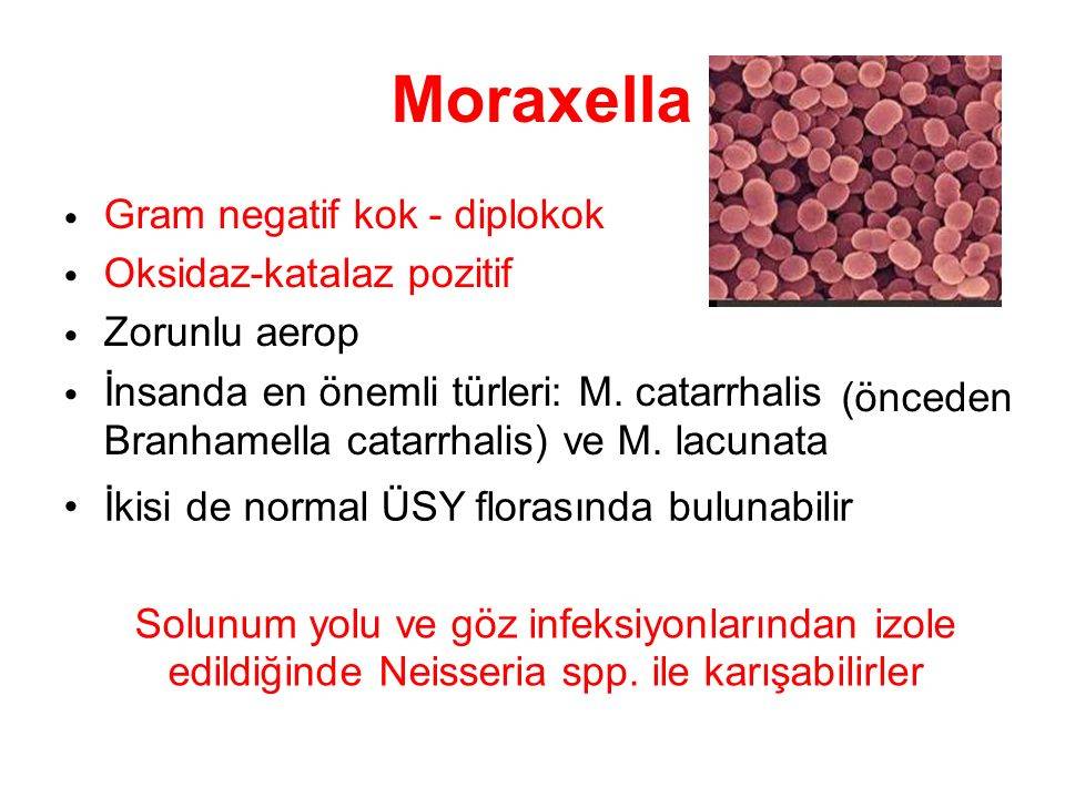 Моракселла, moraxella cataralis: что это, диагностика и лечение