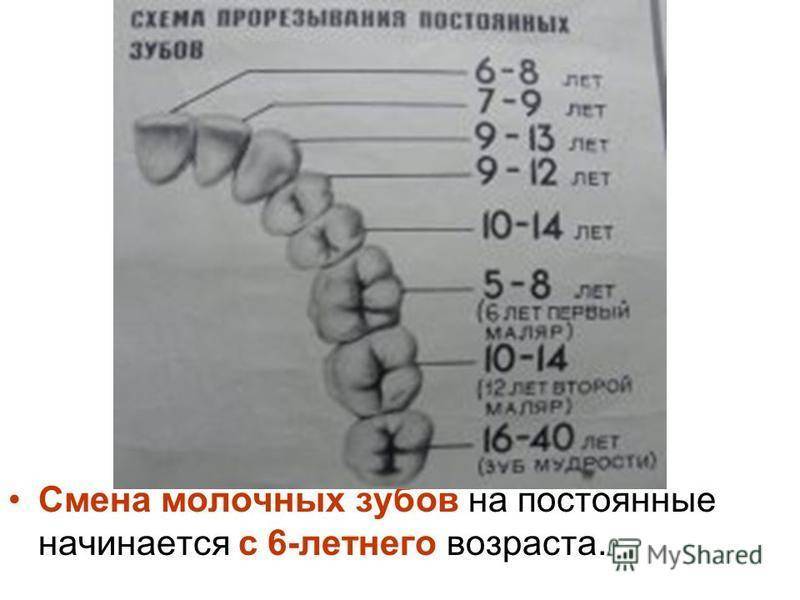 Смена молочных зубов на постоянные у детей: схема, сроки и порядок замены