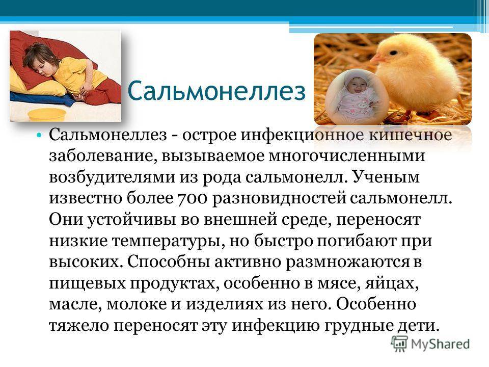 Памятка по профилактике сальмонеллеза в организованных коллективах