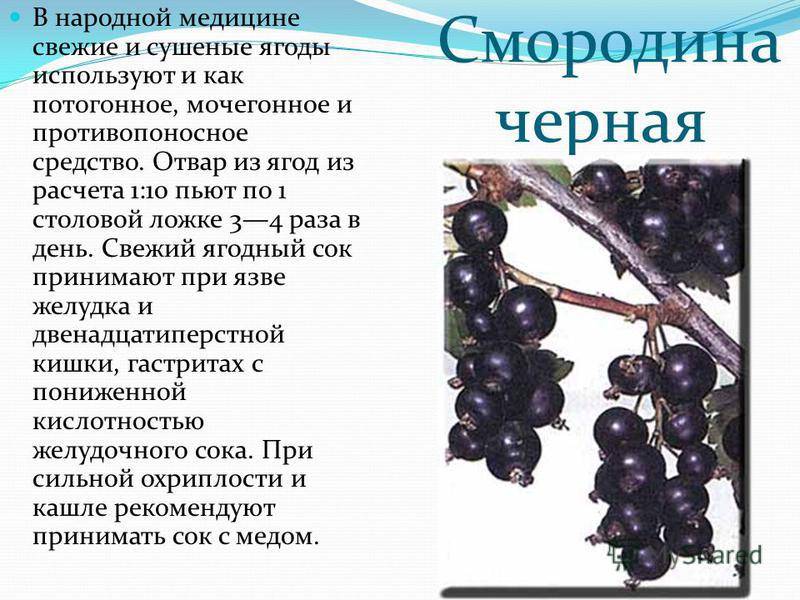 Смородина черная детям, с какого возраста можно давать
