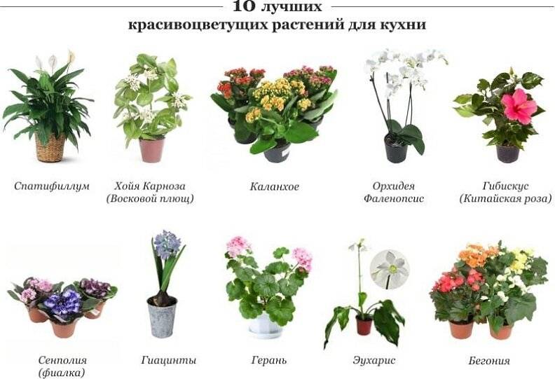 Какие цветы можно держать в детской комнате и как выбрать полезные