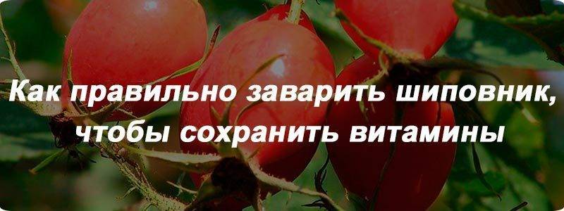 Правильно шиповник. Как правильно заваривать шиповник чтобы сохранить витамины. Как приготовить шиповник чтобы сохранить витамины. Заваривать шиповник, чтобы сохранить витамины.. Как правильно пить шиповник, чтобы сохранить витамины.