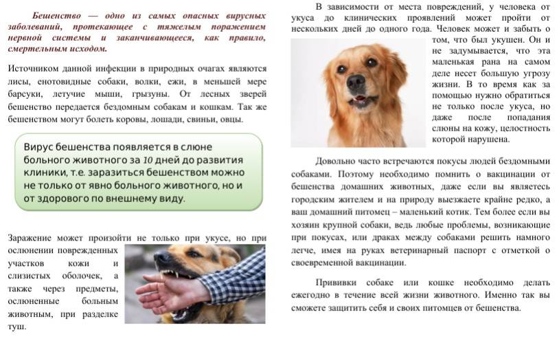 Агрессивные собаки: правила возмещения вреда от укусов