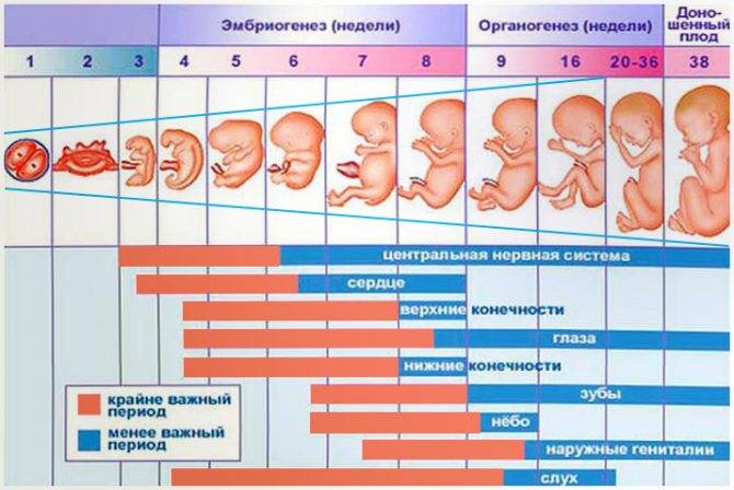 Беременность после ЭКО: по неделям, развитие плода и ощущения женщины, признаки на ранних сроках